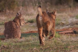 Iberian Lynx, Pealajo