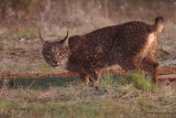 Iberian Lynx, Peņalajo