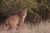 Iberian Lynx, Pealajo
