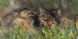 European Wildcat, Las Tablas de Daimiel