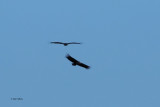 Black Vulture, Peņalajo
