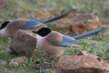 Azure-winged Magpie, Pealajo