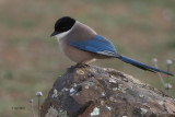 Azure-winged Magpie, Pealajo