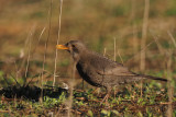 Blackbird, Pealajo