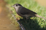 Blackcap, Peņalajo