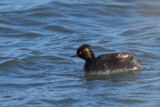 Black-necked Grebe, Laguna de Navaseca, Daimiel