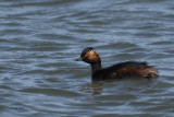 Black-necked Grebe, Laguna de Navaseca, Daimiel