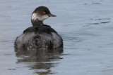 Black-necked Grebe, Laguna de Navaseca, Daimiel