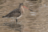 Black-tailed Godwit, Laguna de Navaseca, Daimiel