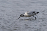 Avocet, Laguna de Navaseca, Daimiel