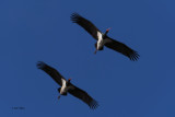Black Stork, Parq Nacional de las Tablas de Daimiel