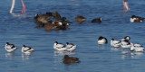 Avocet, Laguna de Navaseca, Daimiel