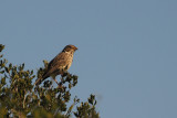 Corn Bunting, Peņalajo