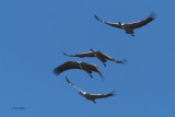 Common Crane, Parq Nacional de las Tablas de Daimiel