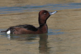 Ferruginous Duck, Parq Nacional de las Tablas de Daimiel