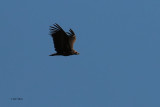 Griffin Vulture, Pealajo