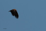 Griffin Vulture, Pealajo