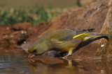 Greenfinch, Peņalajo