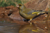 Greenfinch, Pealajo