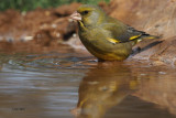 Greenfinch, Peņalajo
