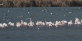 Greater Flamingo, Laguna de Navaseca, Daimiel