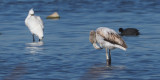 Greater Flamingo, Laguna de Navaseca, Daimiel