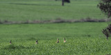 Little Bustard, Peņalajo