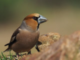 Hawfinch, Peņalajo