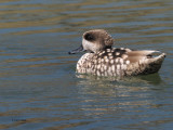 Marbled Duck, Parq Nacional de las Tablas de Daimiel