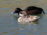 Marbled & Ferruginous Ducks, Parq Nacional de las Tablas de Daimiel