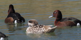 Marbled & Ferruginous Ducks, Parq Nacional de las Tablas de Daimiel