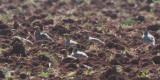 Pin-tailed Sandgrouse, near Campo de Criptana