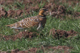 Pin-tailed Sandgrouse, near Campo de Criptana