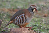 Red-legged Partridge, Pealajo