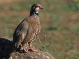 Red-legged Partridge, Pealajo