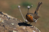 Robin, Peņalajo