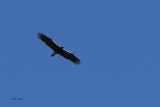Spanish Imperial Eagle, Peņalajo