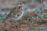 Wood Lark, Pealajo