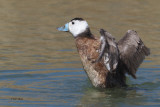 White-headed Duck, Parq Nacional de las Tablas de Daimiel