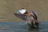 White-headed Duck, Parq Nacional de las Tablas de Daimiel