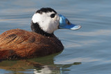 White-headed Duck, Laguna de Navaseca, Daimiel