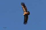 Griffin Vulture, Peņalajo
