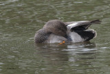 Gadwall, Auchinlea Park pond, Clyde