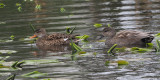 Gadwall, Auchinlea Park pond, Clyde