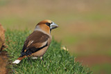 Hawfinch, Peņalajo