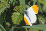Orangetip, RSPB Loch Lomond, Clyde