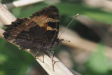 Small Tortoiseshell underwing, RSPB Loch Lomond, Clyde
