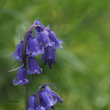 Bluebells, RSPB Loch Lomond, Clyde