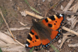 Small Tortoiseshell, RSPB Loch Lomond, Clyde