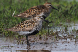 Dunlin, RSPB Loch Lomond, Clyde